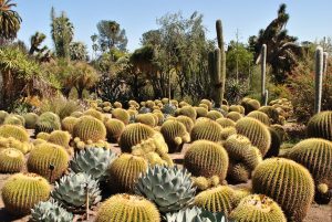 Cactus jardin