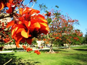 Turia Gardens