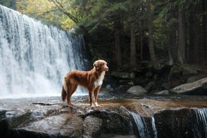 Dog in waterfall